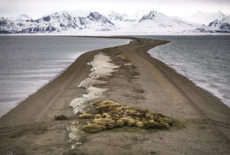 Spitsbergen_2025 (62/78)